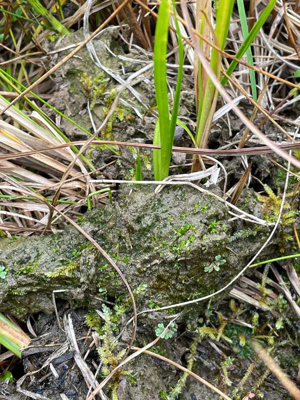 Riccia bifurca